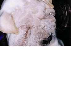 ENTROPION DE SHAR PEI