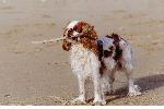 CHIEN PLAGE BATON