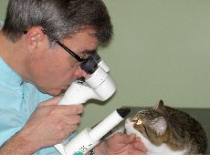 examen biomicroscope