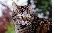 CHATTE VALENTINE