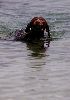 CHIEN EAU