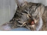 filou 2