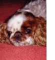 chien newton 1